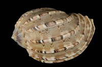 藏品(大楊桃螺)的圖片